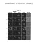 BISTRIFILATE-BASED FLUOROGENIC PROBES FOR DETECTION OF SUPEROXIDE ANION     RADICAL diagram and image