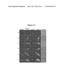 BISTRIFILATE-BASED FLUOROGENIC PROBES FOR DETECTION OF SUPEROXIDE ANION     RADICAL diagram and image