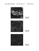 SULFUR BASED ACTIVE MATERIAL FOR A POSITIVE ELECTRODE diagram and image