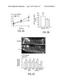 METHODS OF TREATMENT OF ISCHEMIA-INDUCED ANGIOGENESIS AND ARTERIOGENESIS diagram and image