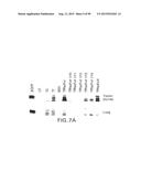 PREPARATION OF ANTIBODY OR AN ANTIBODY FRAGMENT TARGETED IMMUNOLIPOSOMES     FOR SYSTEMIC ADMINISTRATION OF THERAPEUTIC OR DIAGNOSTIC AGENTS AND USES     THEREOF diagram and image