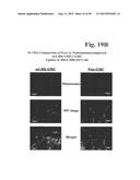 PREPARATION OF ANTIBODY OR AN ANTIBODY FRAGMENT TARGETED IMMUNOLIPOSOMES     FOR SYSTEMIC ADMINISTRATION OF THERAPEUTIC OR DIAGNOSTIC AGENTS AND USES     THEREOF diagram and image