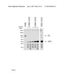 PICORNAVIRUS-LIKE PARTICLE PRODUCTION IN PLANTS diagram and image