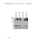 PICORNAVIRUS-LIKE PARTICLE PRODUCTION IN PLANTS diagram and image