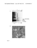 PICORNAVIRUS-LIKE PARTICLE PRODUCTION IN PLANTS diagram and image