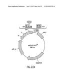 METHODS AND COMPOSITIONS FOR SYNTHESIS OF NUCLEIC ACID MOLECULES USING     MULTIPLERECOGNITION SITES diagram and image