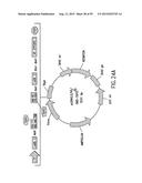 METHODS AND COMPOSITIONS FOR SYNTHESIS OF NUCLEIC ACID MOLECULES USING     MULTIPLERECOGNITION SITES diagram and image