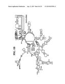 METHODS FOR RAPID DETECTION AND IDENTIFICATION OF BIOAGENTS IN     EPIDEMIOLOGICAL AND FORENSIC INVESTIGATIONS diagram and image