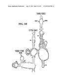 METHODS FOR RAPID DETECTION AND IDENTIFICATION OF BIOAGENTS IN     EPIDEMIOLOGICAL AND FORENSIC INVESTIGATIONS diagram and image