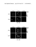 FIBRESCOPE FOR OPTICAL IMAGING OF RADIOPHARMACEUTICALS diagram and image