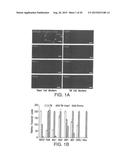 TRABECULAR MESHWORK STEM CELLS diagram and image