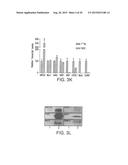 TRABECULAR MESHWORK STEM CELLS diagram and image