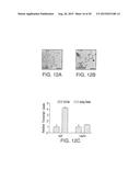 TRABECULAR MESHWORK STEM CELLS diagram and image