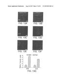 TRABECULAR MESHWORK STEM CELLS diagram and image