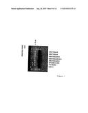 THYMIDINE KINASE diagram and image