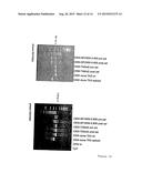 THYMIDINE KINASE diagram and image