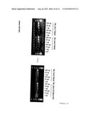 THYMIDINE KINASE diagram and image