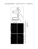 STAT3 INHIBITORS AND THEIR ANTICANCER USE diagram and image