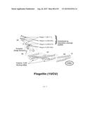 Flagellin Fusion Proteins diagram and image