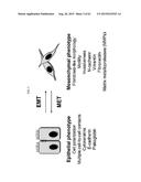 ANTI-TUMOUR RESPONSE TO MODIFIED SELF-EPITOPES diagram and image