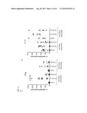 ANTI-TUMOUR RESPONSE TO MODIFIED SELF-EPITOPES diagram and image