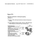 AMINO ACID SEQUENCES DIRECTED AGAINST HER2 AND POLYPEPTIDES COMPRISING THE     SAME FOR THE TREATMENT OF CANCERS AND/OR TUMORS diagram and image