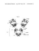 Fc Variants with Increased Affinity for FcyRIIc diagram and image