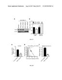ANTIBODIES AND VACCINES FOR USE IN TREATING ROR1 CANCERS AND INHIBITING     METASTASIS diagram and image