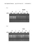 METHOD FOR ISOLATING RNA INCLUDING SMALL RNA WITH HIGH YIELD diagram and image