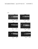 METHOD FOR ISOLATING RNA INCLUDING SMALL RNA WITH HIGH YIELD diagram and image