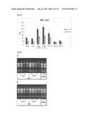 METHOD FOR ISOLATING RNA INCLUDING SMALL RNA WITH HIGH YIELD diagram and image