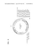 LACTATE DEHYDROGENASE MUTANT, POLYNUCLEOTIDE CODING FOR THE MUTANT, YEAST     CELL INCLUDING THE POLYNUCLEOTIDE, METHOD OF PREPARING THE MUTANT, AND     METHOD OF PRODUCING THE LACTATE USING THE SAME diagram and image