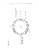 LACTATE DEHYDROGENASE MUTANT, POLYNUCLEOTIDE CODING FOR THE MUTANT, YEAST     CELL INCLUDING THE POLYNUCLEOTIDE, METHOD OF PREPARING THE MUTANT, AND     METHOD OF PRODUCING THE LACTATE USING THE SAME diagram and image