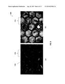 SYSTEM AND METHOD THEREOF FOR ACCURATE OPTICAL DETECTION OF AMPHIPHILES AT     A LIQUID CRYSTAL INTERFACE diagram and image