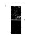 SYSTEM AND METHOD THEREOF FOR ACCURATE OPTICAL DETECTION OF AMPHIPHILES AT     A LIQUID CRYSTAL INTERFACE diagram and image