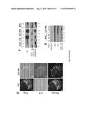 BENZENETRICARBOXYLIC ACID AND METHODS OF USE diagram and image