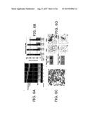 Micro-Fluidic Device And Uses Thereof diagram and image