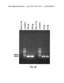 THERMOCYCLER AND SAMPLE VESSEL FOR RAPID AMPLIFICATION OF DNA diagram and image