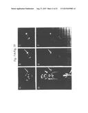 HIGH AFFINITY ANTI-PROSTATE STEM CELL ANTIGEN (PSCA) ANTIBODIES FOR CANCER     TARGETING AND DETECTION diagram and image