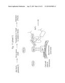 HIGH AFFINITY ANTI-PROSTATE STEM CELL ANTIGEN (PSCA) ANTIBODIES FOR CANCER     TARGETING AND DETECTION diagram and image