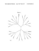 NOVEL UDP-GLYCOSYLTRANSFERASE DERIVED FROM GINSENG AND USE THEREOF diagram and image