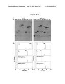 NOVEL UDP-GLYCOSYLTRANSFERASE DERIVED FROM GINSENG AND USE THEREOF diagram and image