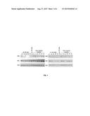 Compositions And Methods For Inhibiting Expression Of IKK-B Gene diagram and image
