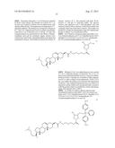Compositions And Methods For Inhibiting Expression Of IKK-B Gene diagram and image