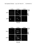 SPECIMEN CHAMBER FOR OPTICAL IMAGING OF RADIOPHARMACEUTICALS diagram and image