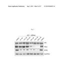 9H-PYRIMIDO[4,5-B]INDOLES AND RELATED ANALOGS AS BET BROMODOMAIN     INHIBITORS diagram and image