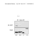 9H-PYRIMIDO[4,5-B]INDOLES AND RELATED ANALOGS AS BET BROMODOMAIN     INHIBITORS diagram and image