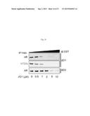 9H-PYRIMIDO[4,5-B]INDOLES AND RELATED ANALOGS AS BET BROMODOMAIN     INHIBITORS diagram and image