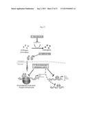 9H-PYRIMIDO[4,5-B]INDOLES AND RELATED ANALOGS AS BET BROMODOMAIN     INHIBITORS diagram and image