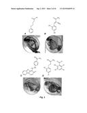 Class of HDAC Inhibitors Expands the Renal Progenitor Cells Population and     Improves the Rate of Recovery from Acute Kidney Injury diagram and image